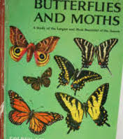 Golden Book of Knowledge_Butterflies and Moths